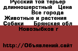 Русский той-терьер длинношерстный › Цена ­ 7 000 - Все города Животные и растения » Собаки   . Брянская обл.,Новозыбков г.